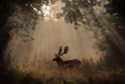 Deer Mammal Forest Sunbeams