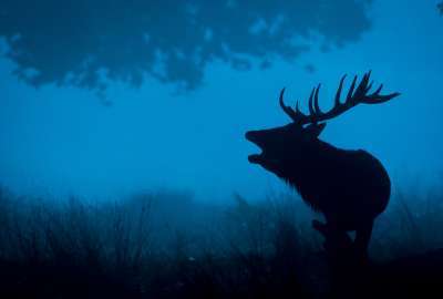 Deer Silhouette 4K