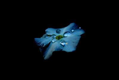 Dewdrops On Blue Flower