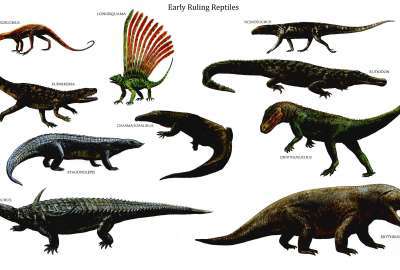 Dinosaurs Reptiles
