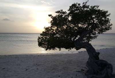 Divi Divi Tree in Aruba