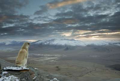 Dog Overlooking The Himalayas