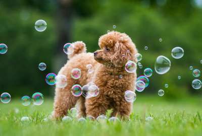 Dog With Bubbles