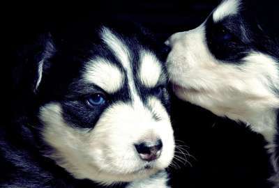 Dogs Cute Pups With Blue Eyes Widescreen