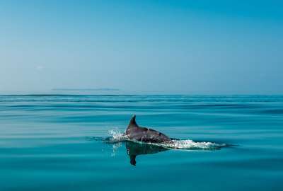 Dolphin Near Bazaruto Island off the Coast of Mozambique