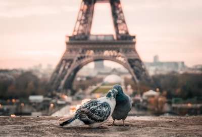 Doves Couple Eiffel Tower