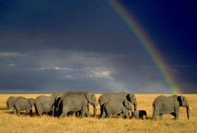 Elephants with rainbow