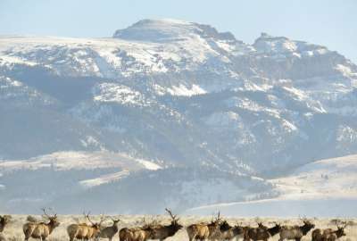 Elk in Foreground of Sheep Mountain