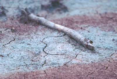Fallen Log Cheltenham Badlands Ontario Canadashot on Film