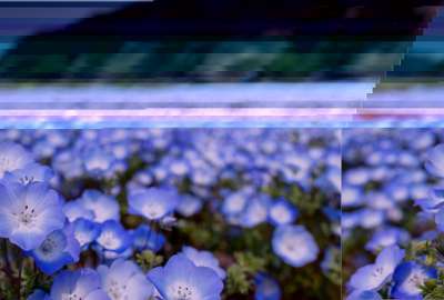 Field of Blue and White Anemone