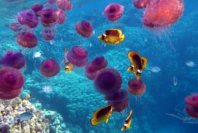 Fish Jellyfish Ocean Sea Underwater Coral