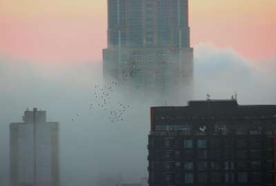 Flock of Birds Over a Foggy Seattle