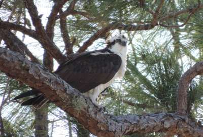 Florida Osprey