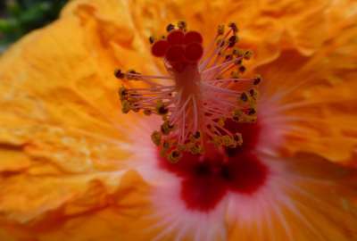 Flower Close-Up