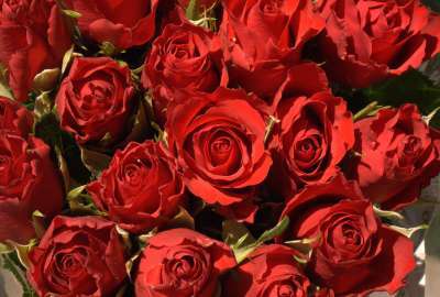 Flower Red Rose