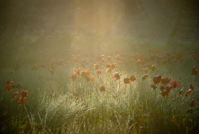 Flowers Grass Green Rays Red Spring Sunrise Yellow