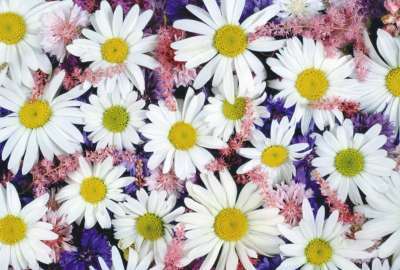 Flowers Pictures White Backgrounds Picture Share
