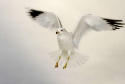 Flying Dove