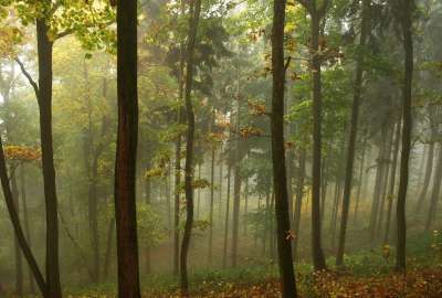 Fog forest 1375