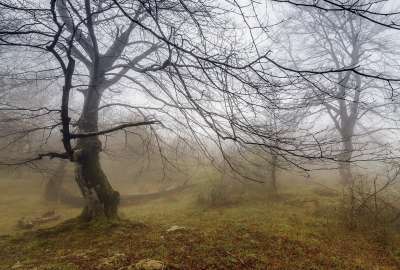 Fog Forest Landscape