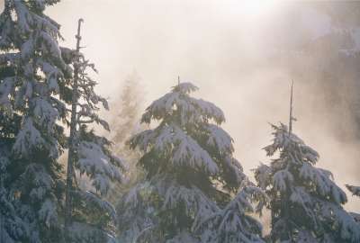 Fog Gray Pines Pink Snow Trees Winter