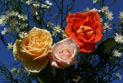Fond D Ecran Roses