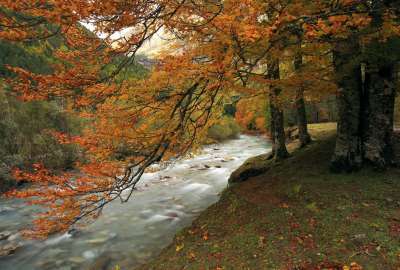 Forest Autumn River