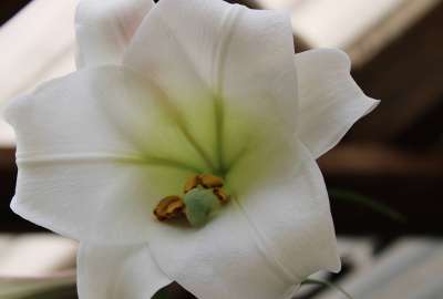 Formosan Lily