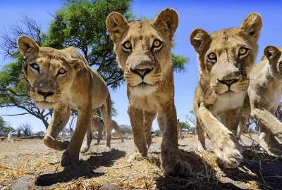 Four Lions and Their Pride
