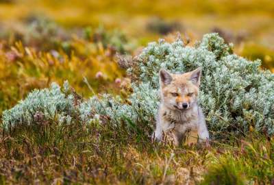 Pretty Fox in the Grass