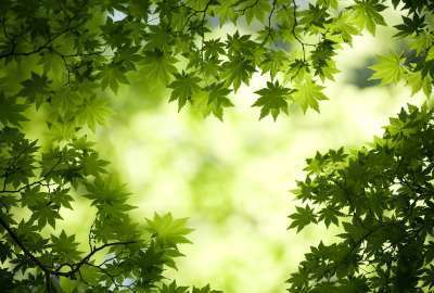 Fresh Japanese Green Maple Leaves