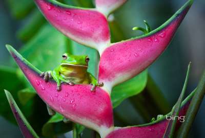 Frog on Pink Flower