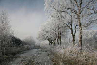 Frost Gray Snow Trees White