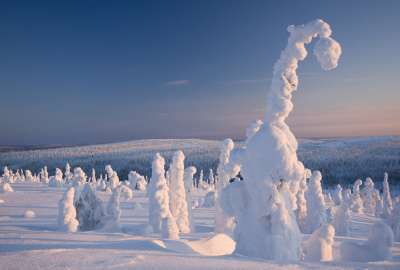 Frozen Forest Finland