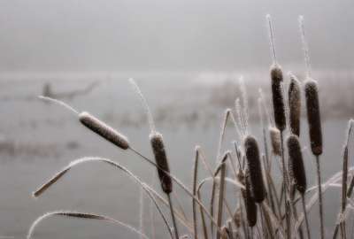 Frozen Reed