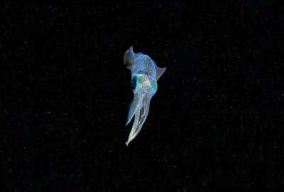 Galactic Squid by Cameron Knudsen