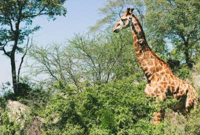 Giraffe at Kruger National Park South Africa