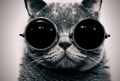 Glasses Cat