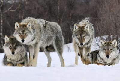 Gray Wolves Norway