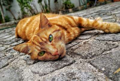 Green-Eyed Red Cat on Stone Floor