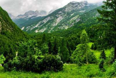 Green Forest Next to Beautiful Mountains