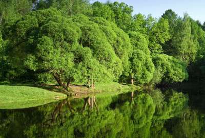 Green Landscape River 2313