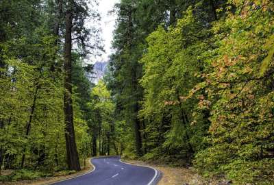 Green Road Between Trees