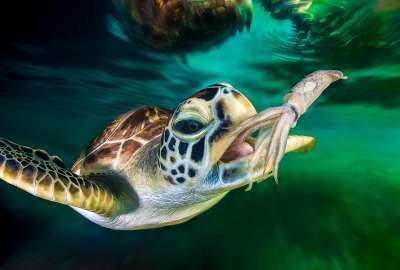 Green Sea Turtle And Squid Ocean Underwater