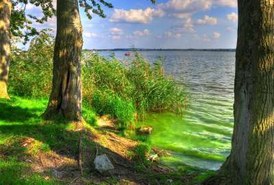Green Shore With Trees