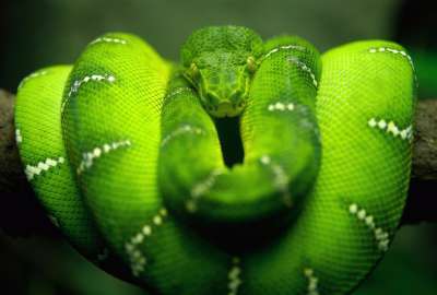 Green Snake 12529