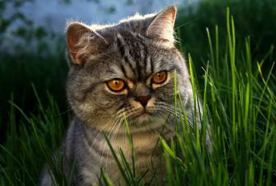 Grumpy Cat 9987