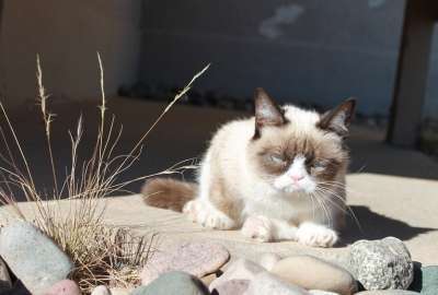 Grumpy Cat 9990
