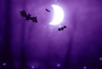 Halloween Bats 9428