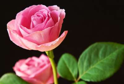 HD Best Pink Roses Backgrounds